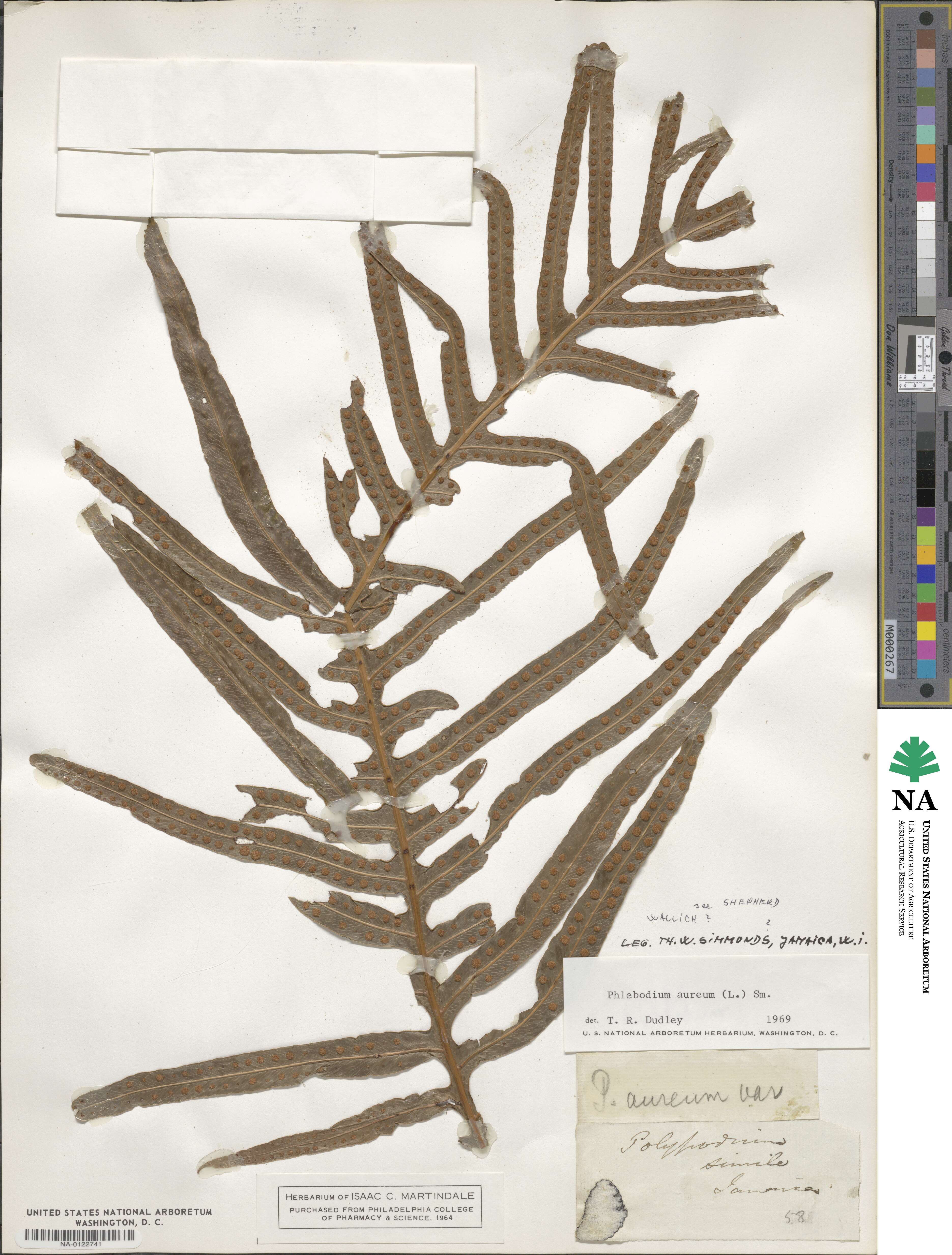 Phlebodium aureum image