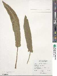 Asplenium scolopendrium image