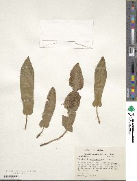 Asplenium scolopendrium image