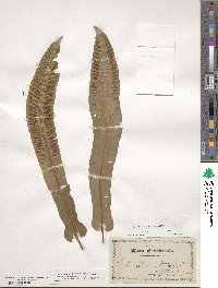 Asplenium scolopendrium image