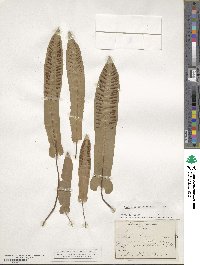 Asplenium scolopendrium image