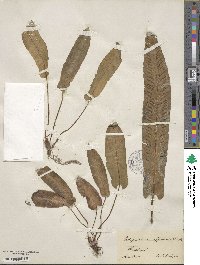 Asplenium scolopendrium image