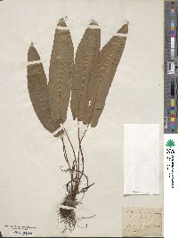 Asplenium scolopendrium image