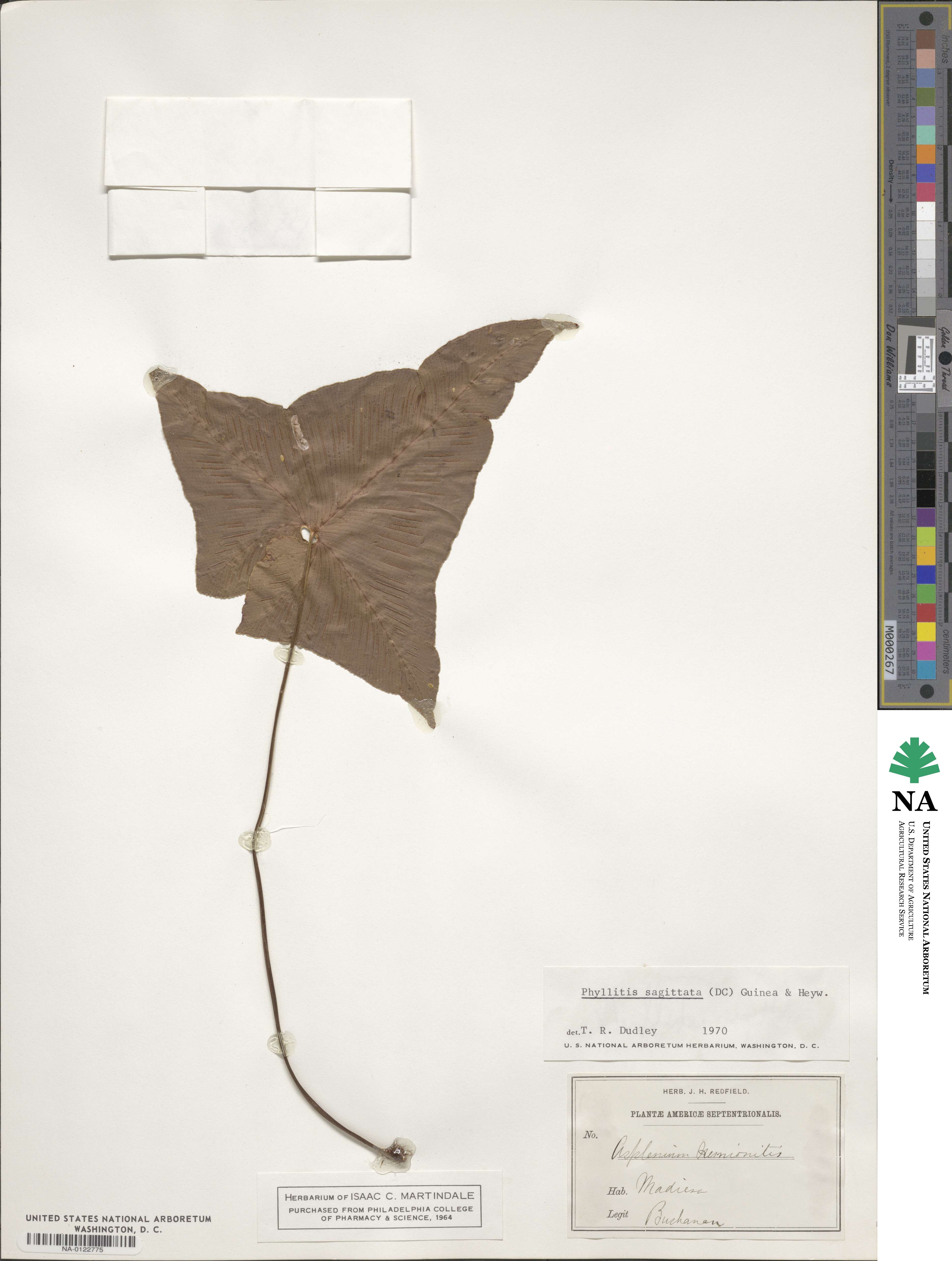 Asplenium sagittatum image