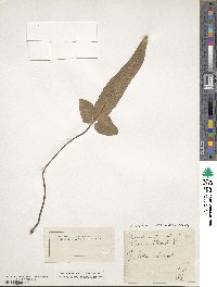 Asplenium sagittatum image