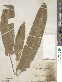 Asplenium scolopendrium image