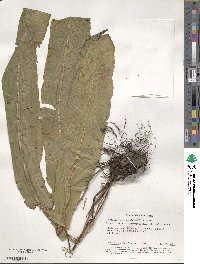 Asplenium scolopendrium image