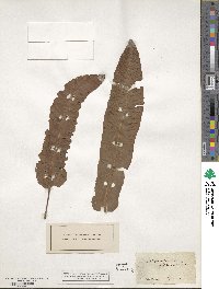 Asplenium scolopendrium image
