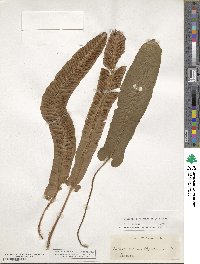 Asplenium scolopendrium image