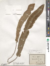 Asplenium scolopendrium image