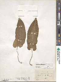 Asplenium scolopendrium image