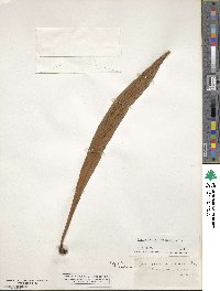 Asplenium scolopendrium image