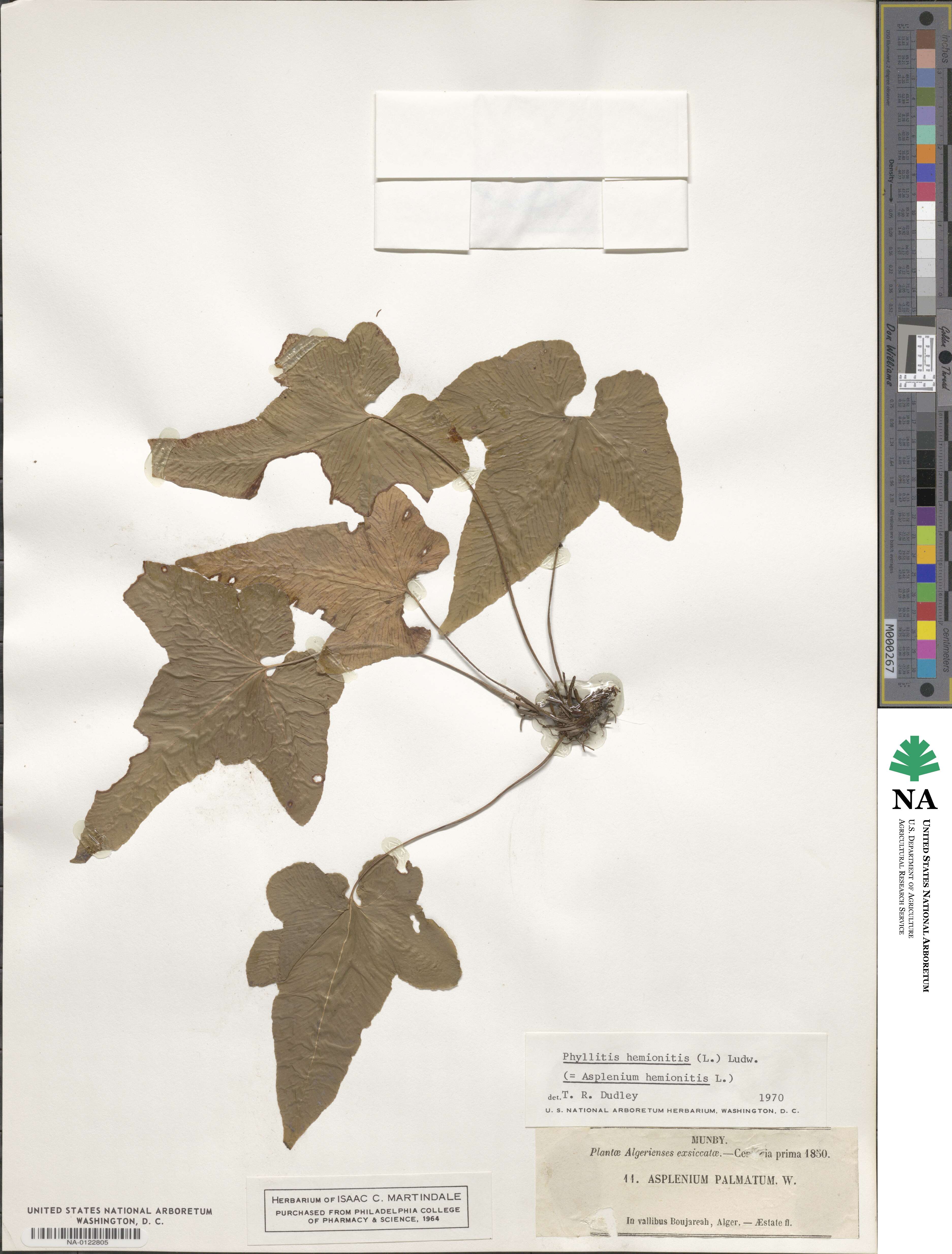 Asplenium sagittatum image