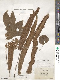 Asplenium scolopendrium image