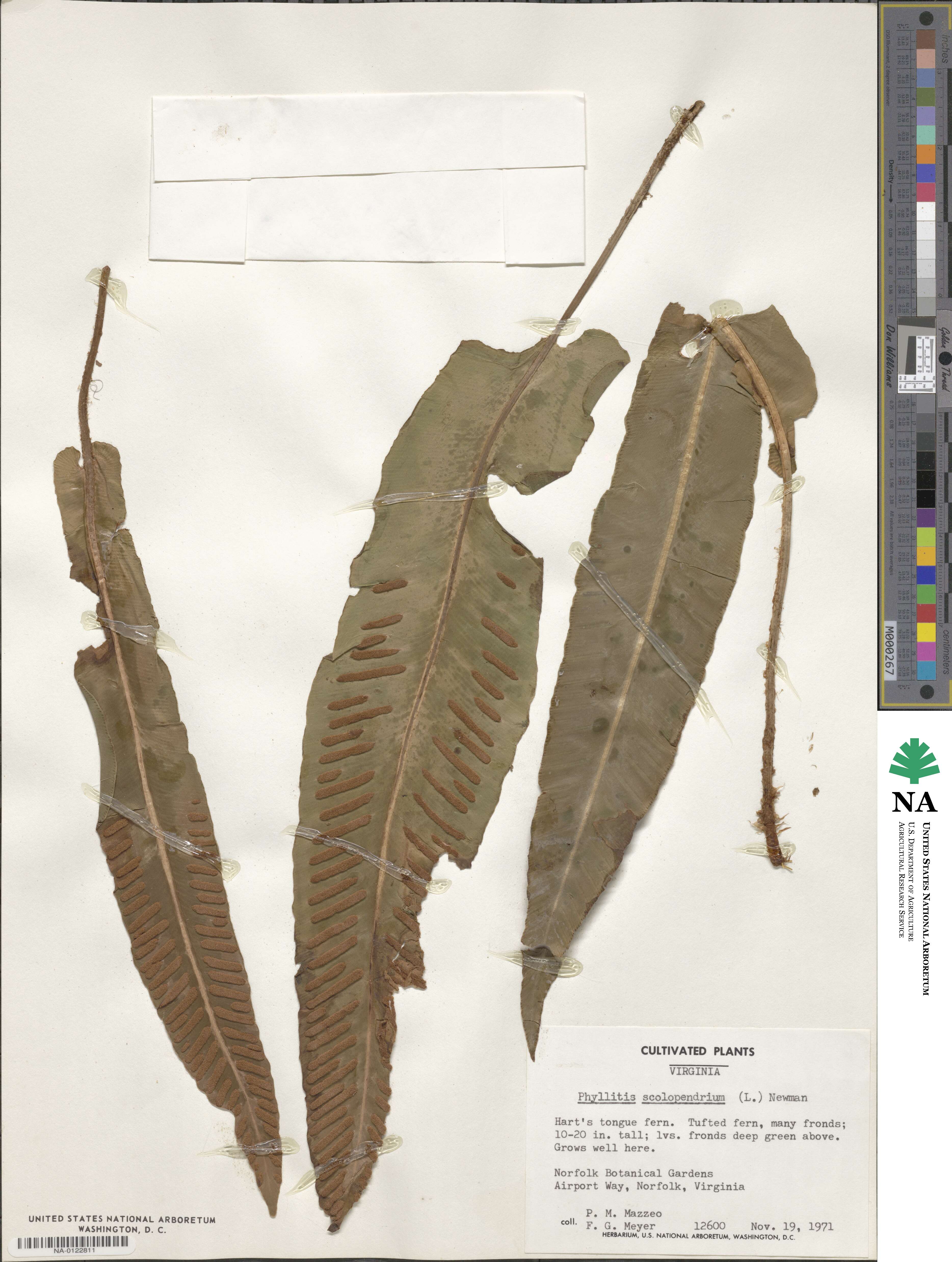 Asplenium scolopendrium image