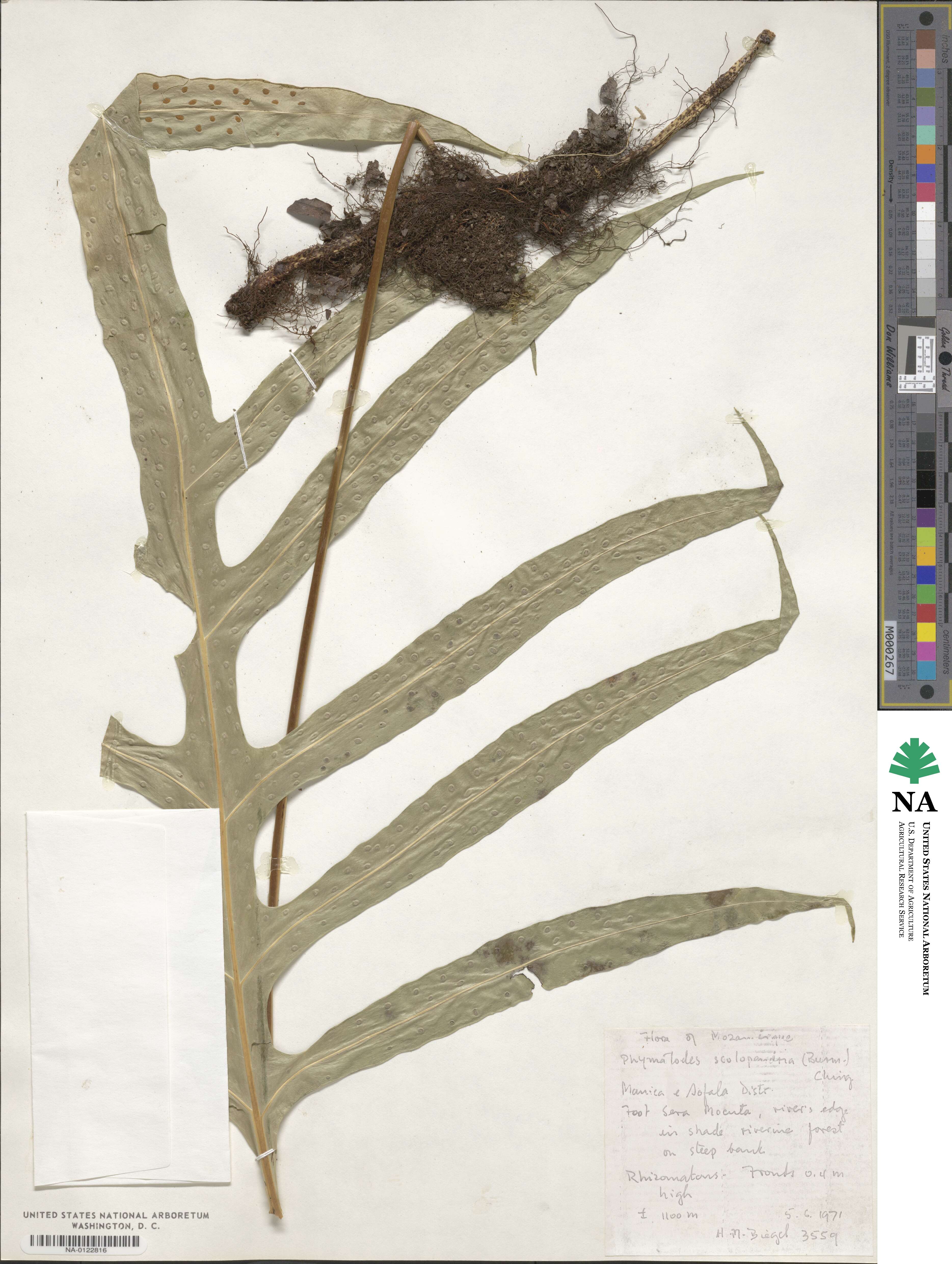 Phymatosorus scolopendria image
