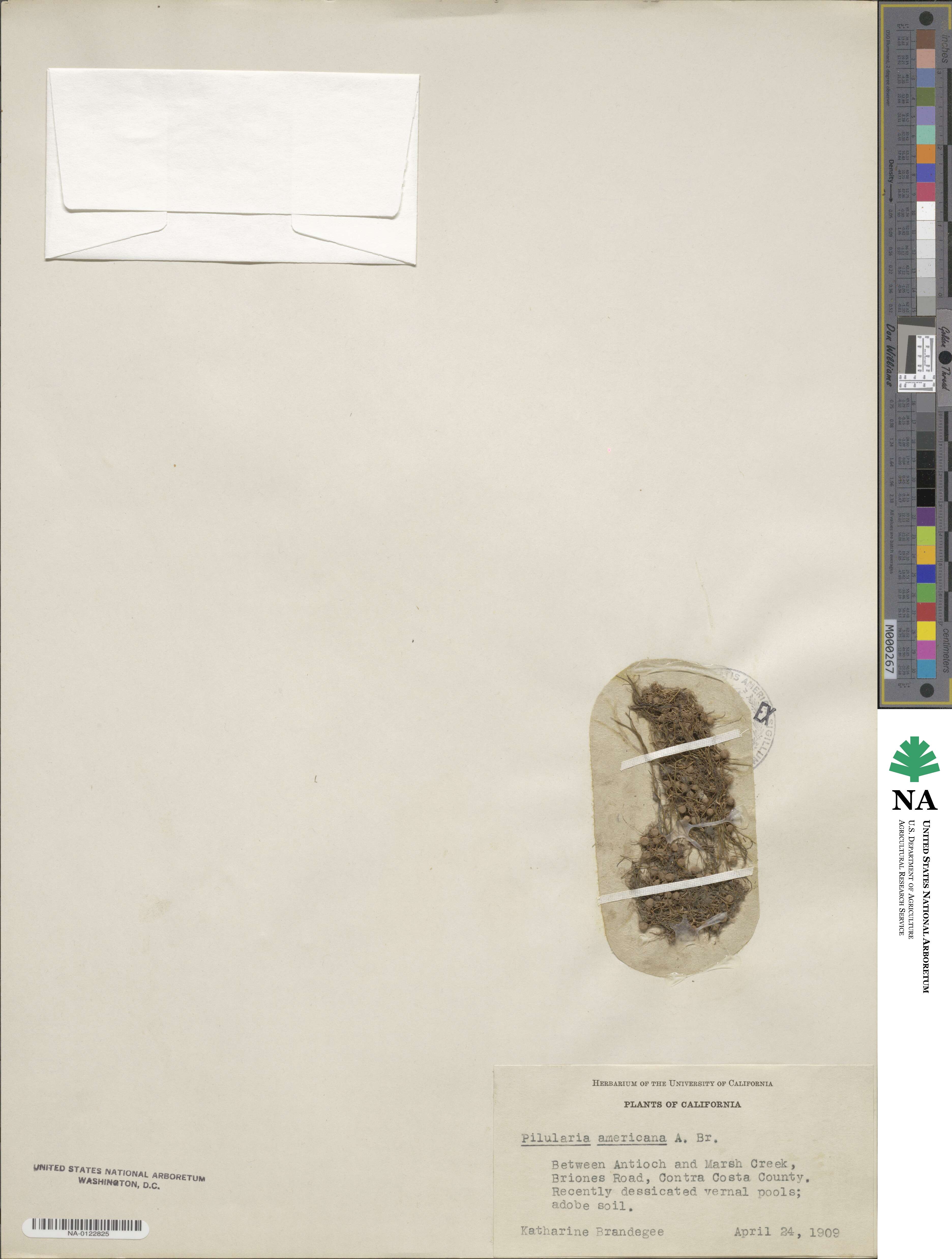 Pilularia americana image
