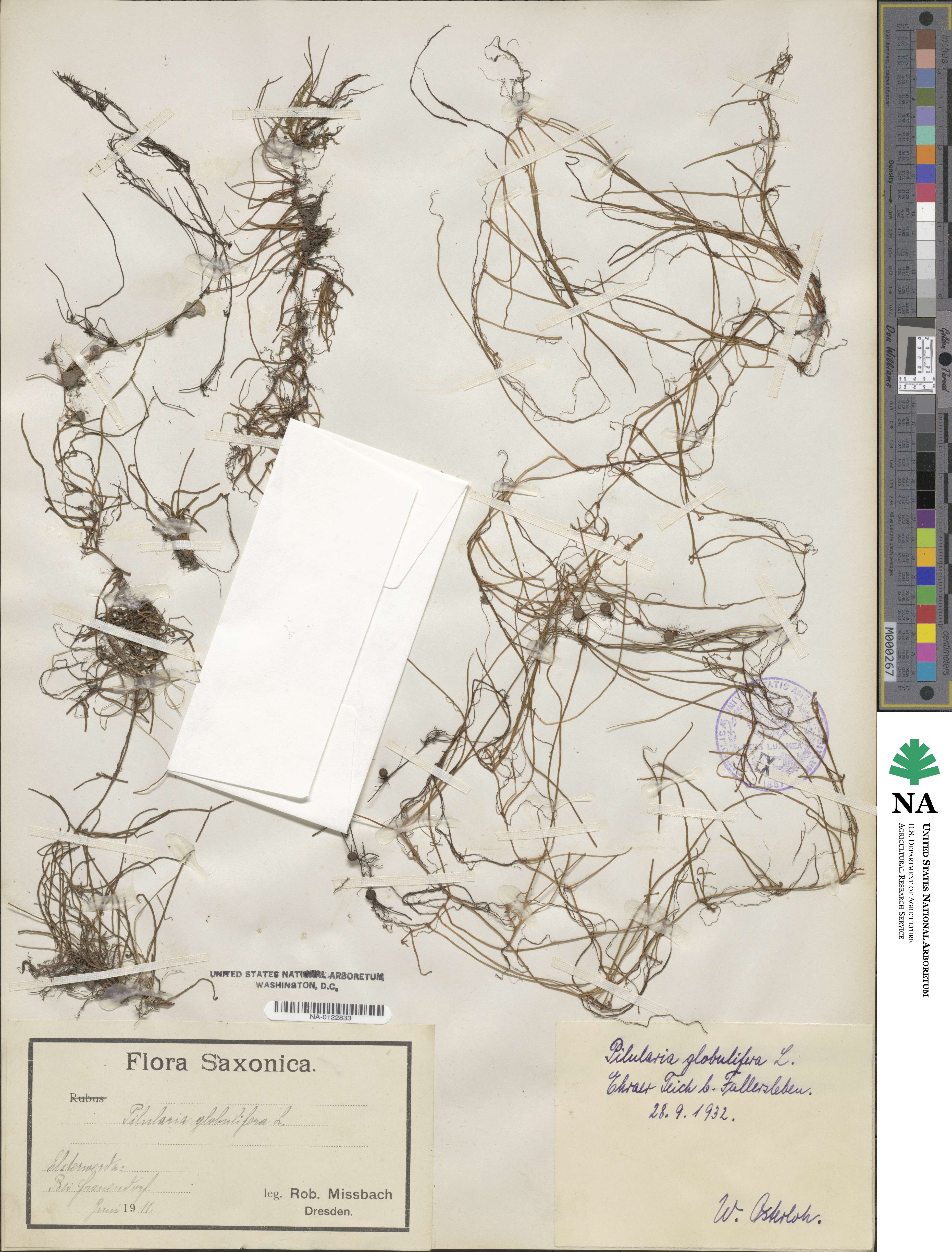 Pilularia globulifera image