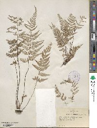 Pityrogramma calomelanos image