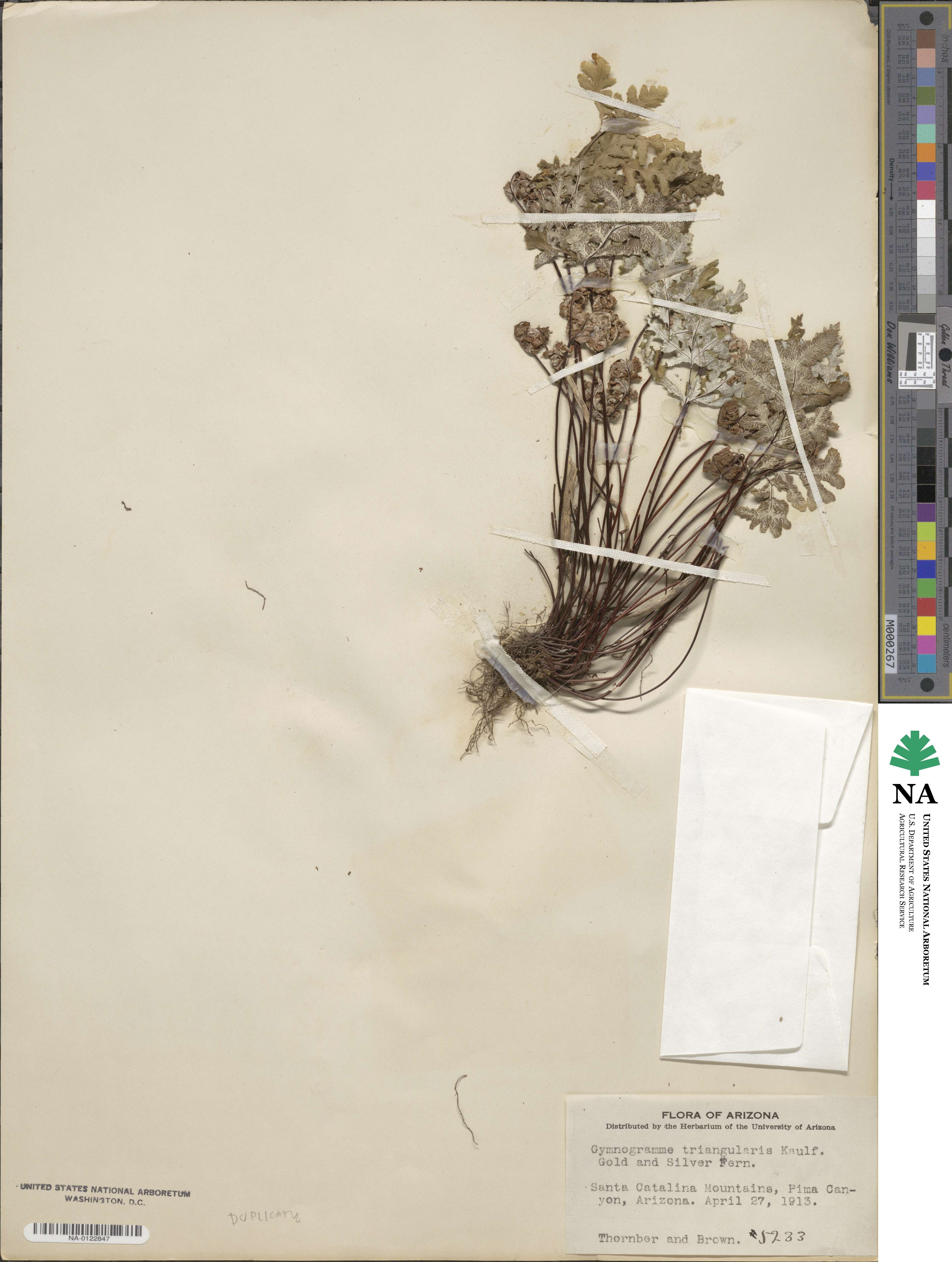 Hemionitis image
