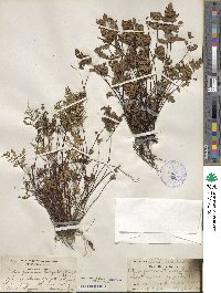 Hemionitis triangularis image