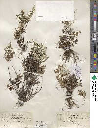 Hemionitis triangularis image