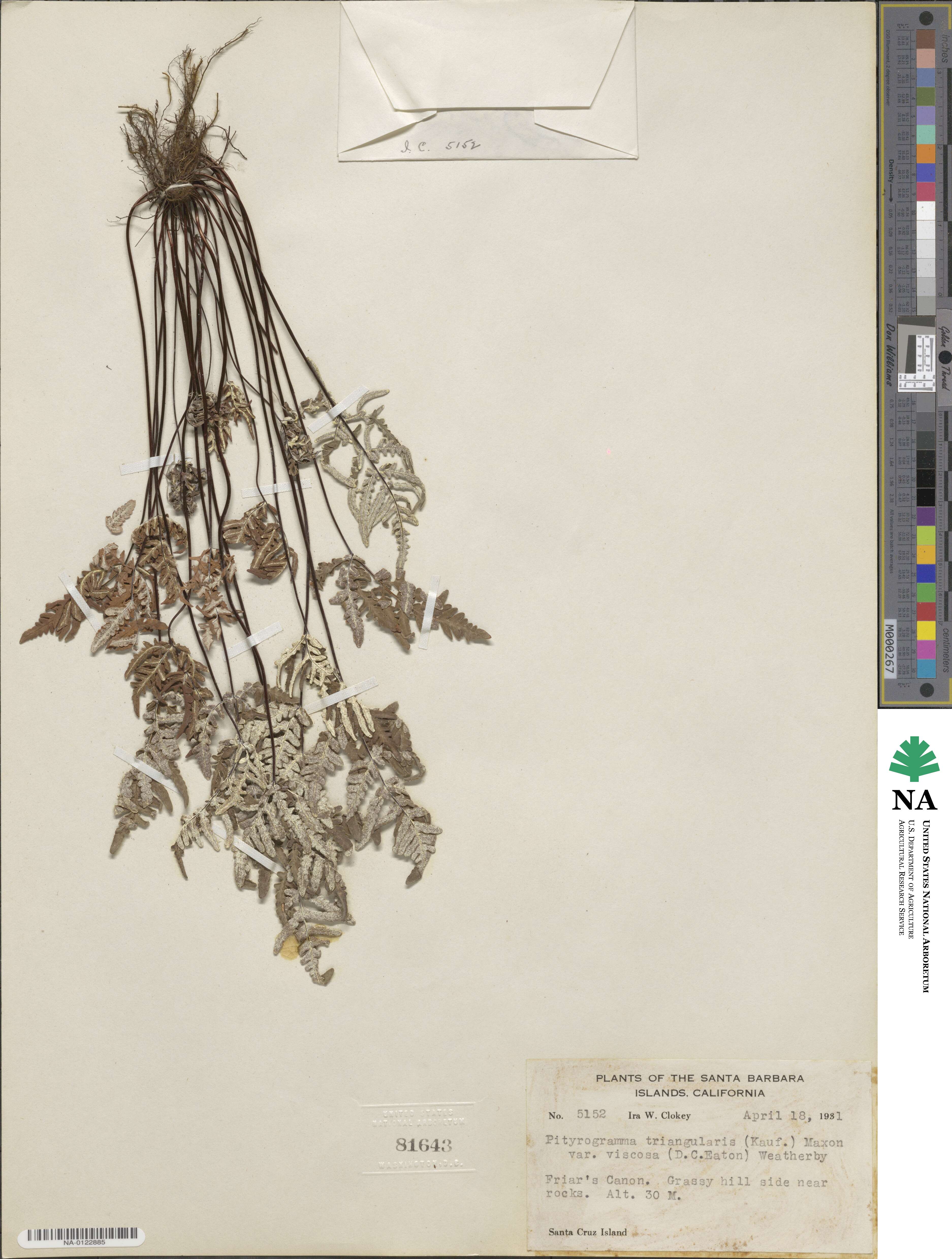 Pentagramma viscosa image