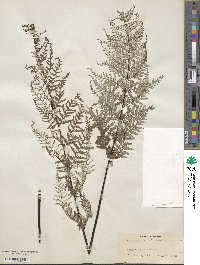 Pityrogramma calomelanos image