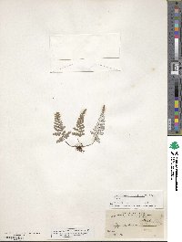 Pityrogramma calomelanos image