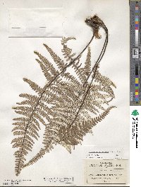 Pityrogramma ebenea image