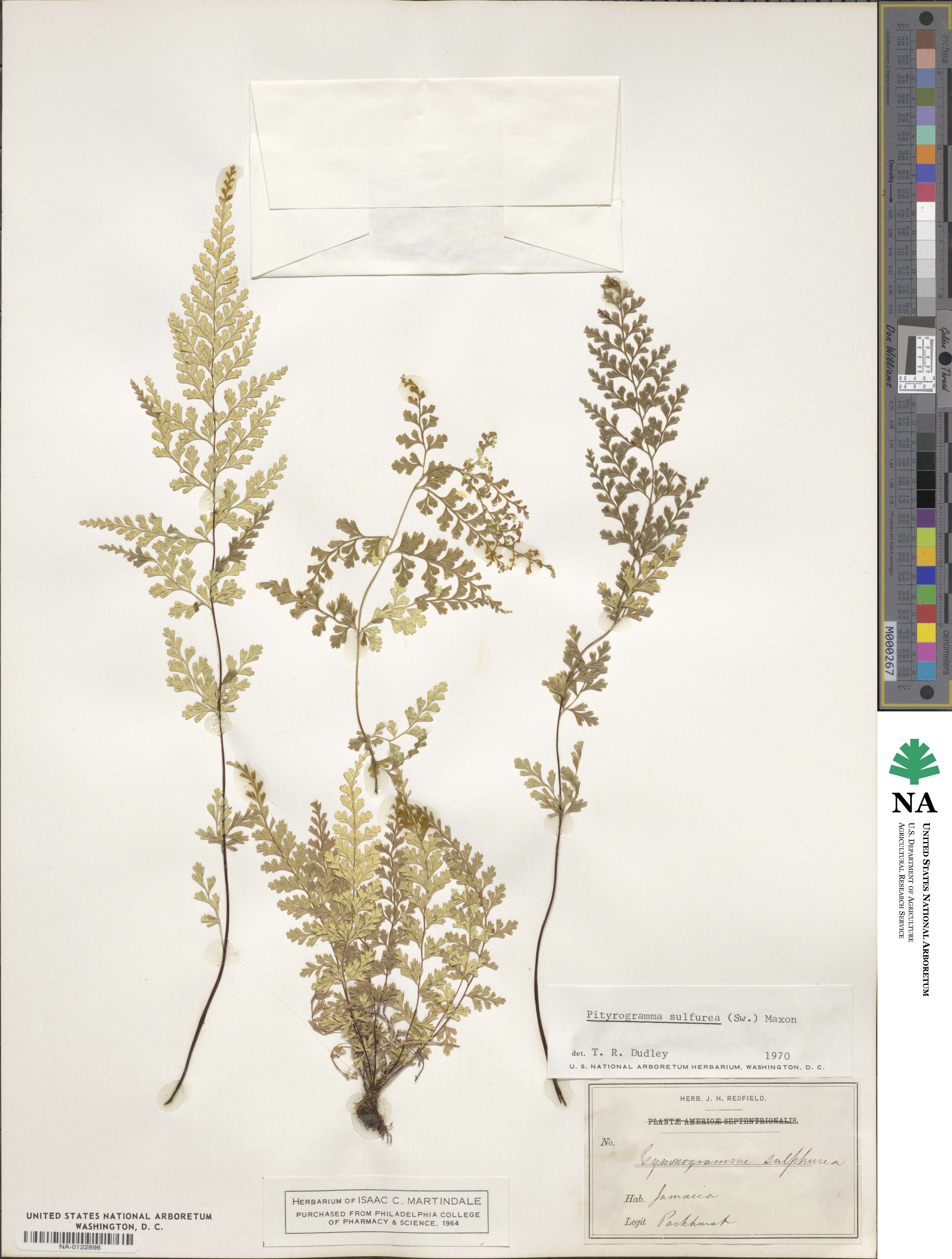 Pityrogramma sulphurea image