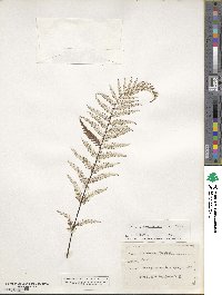 Pityrogramma ebenea image