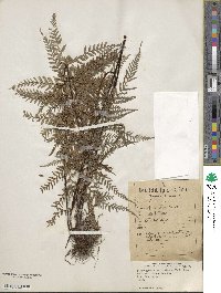 Pityrogramma calomelanos image