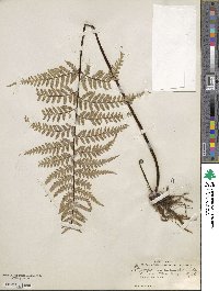 Pityrogramma calomelanos image