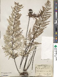 Pityrogramma calomelanos image