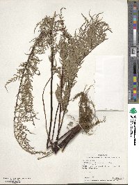 Pityrogramma calomelanos image