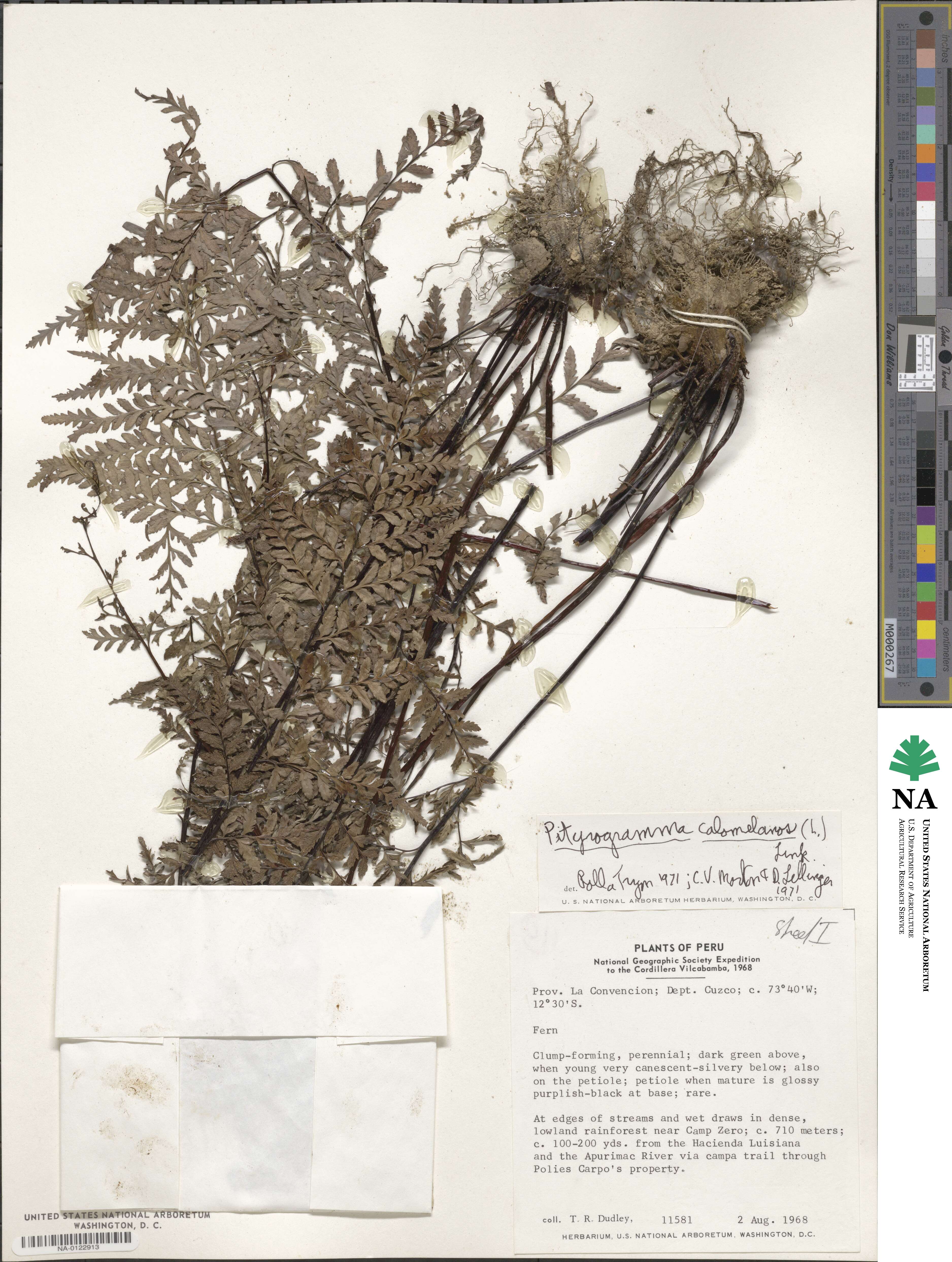 Pityrogramma calomelanos image