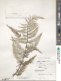 Pityrogramma calomelanos image