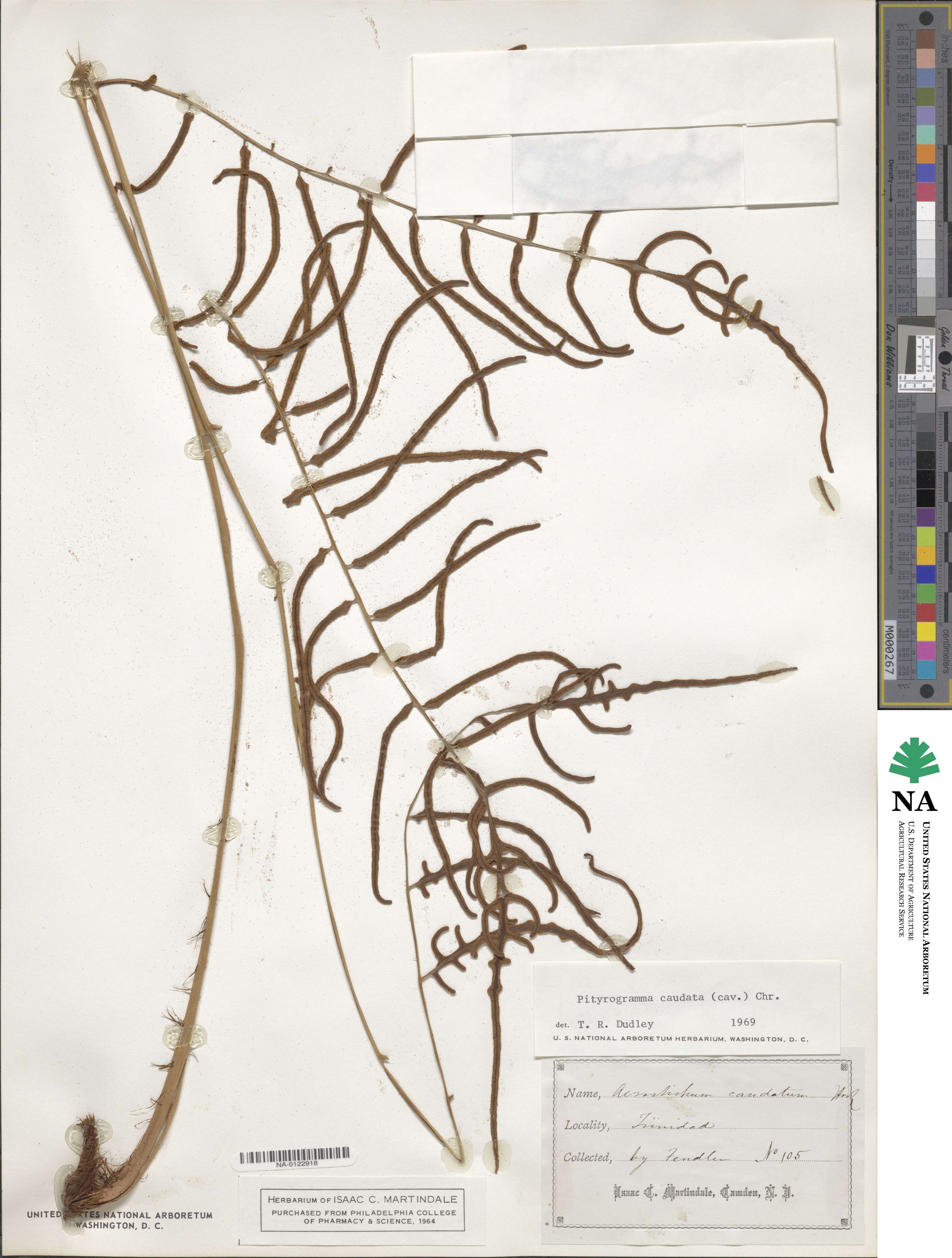 Pityrogramma ochracea image