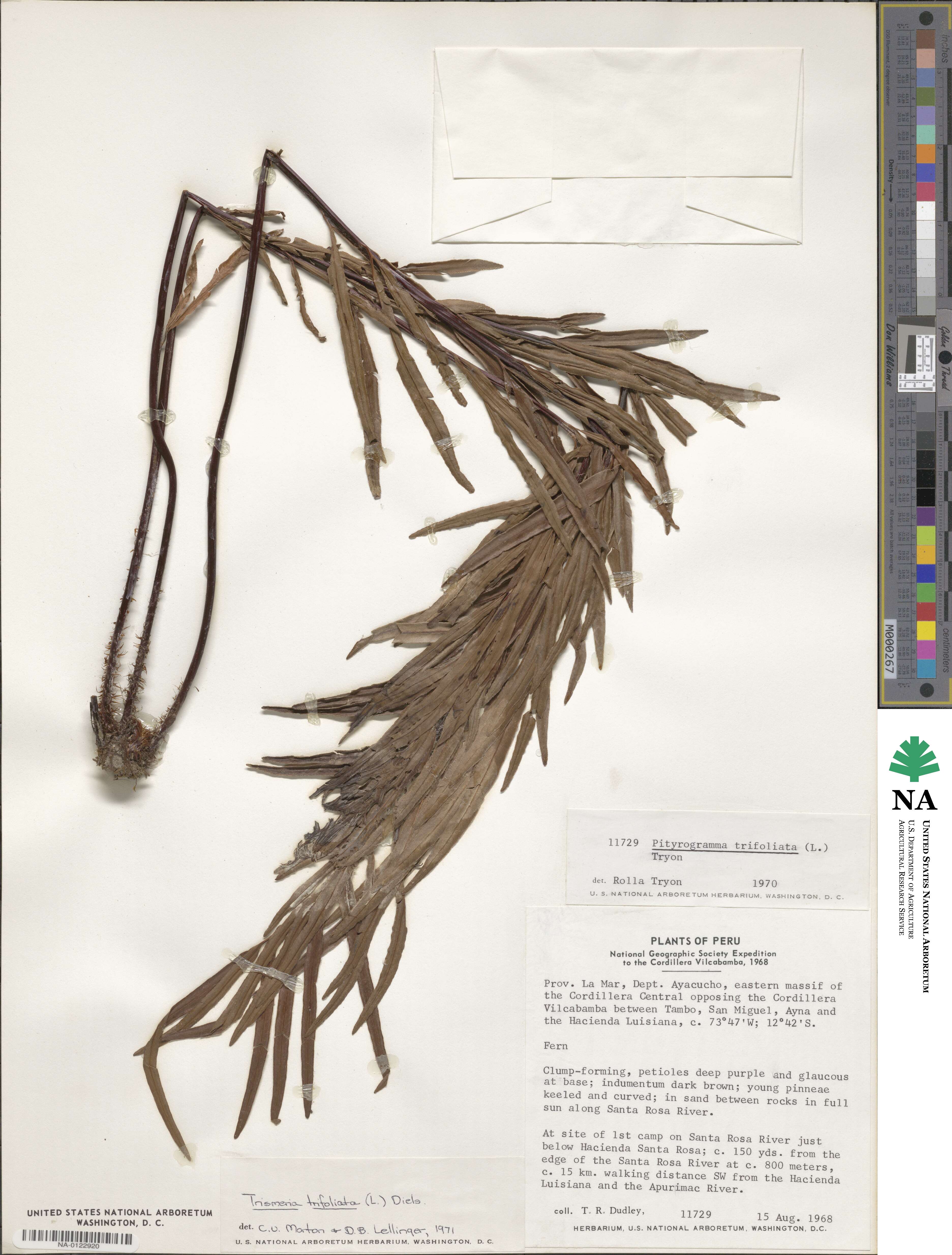 Pityrogramma trifoliata image