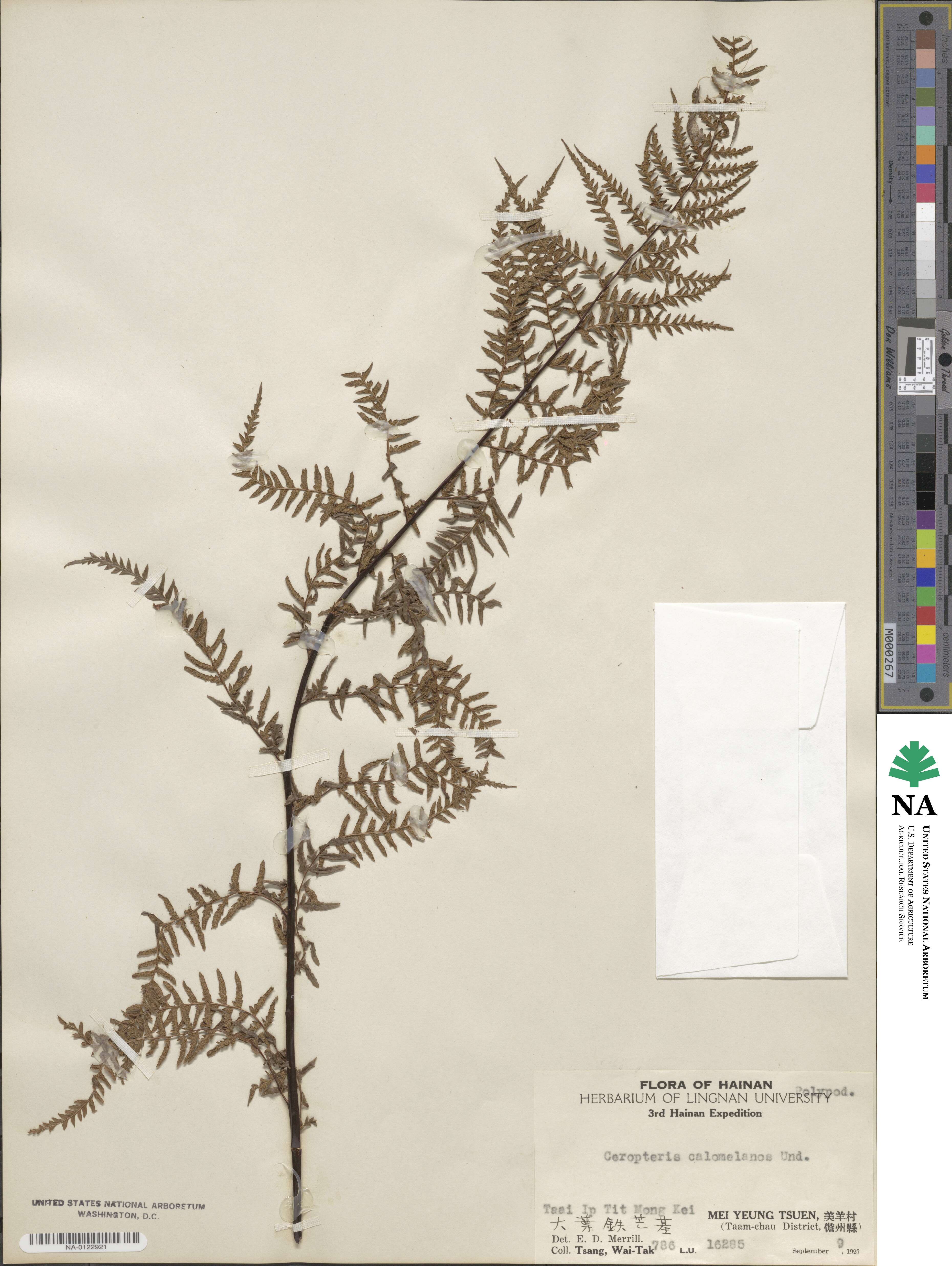 Pityrogramma image