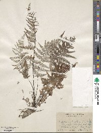 Pityrogramma calomelanos image