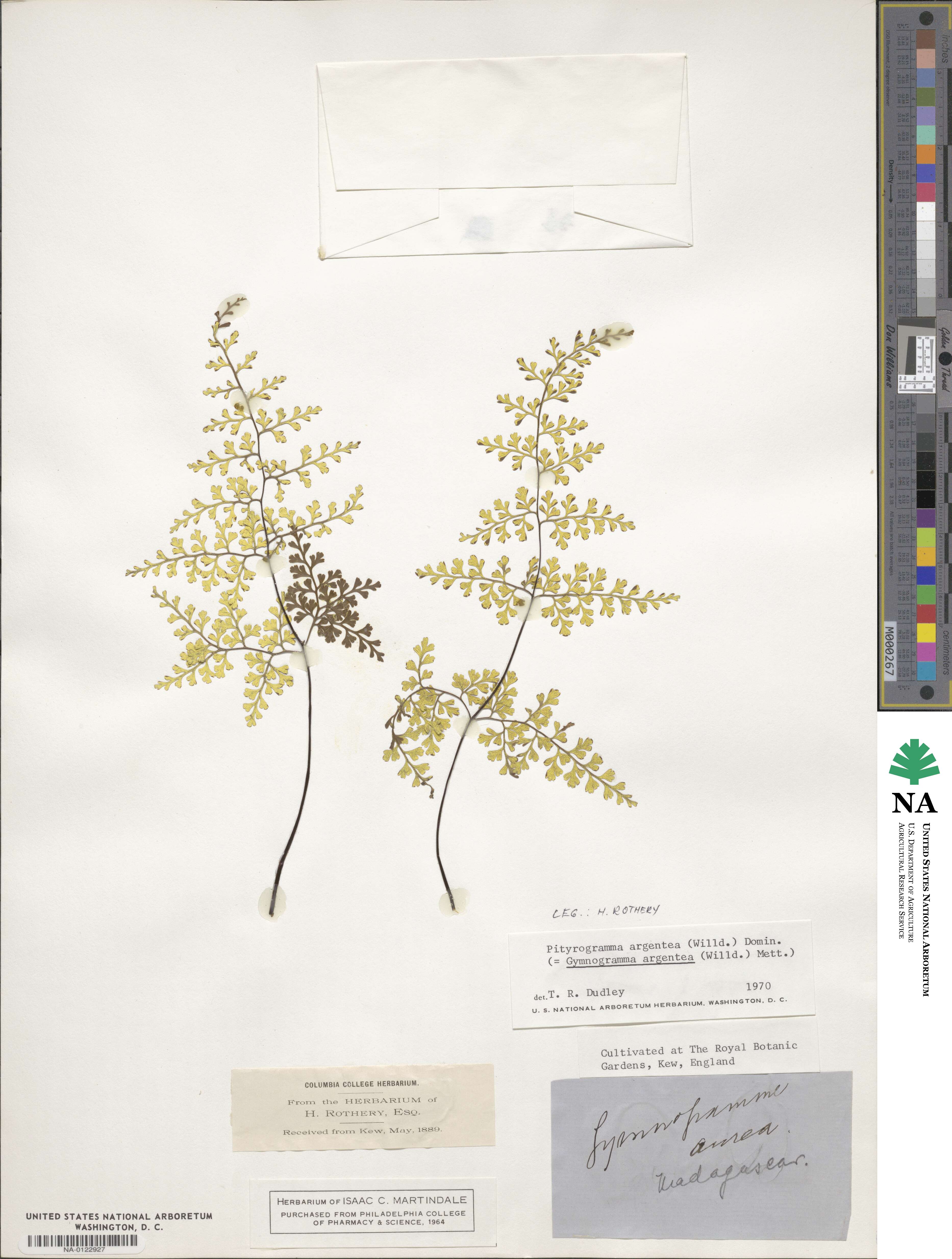 Cerosora argentea image