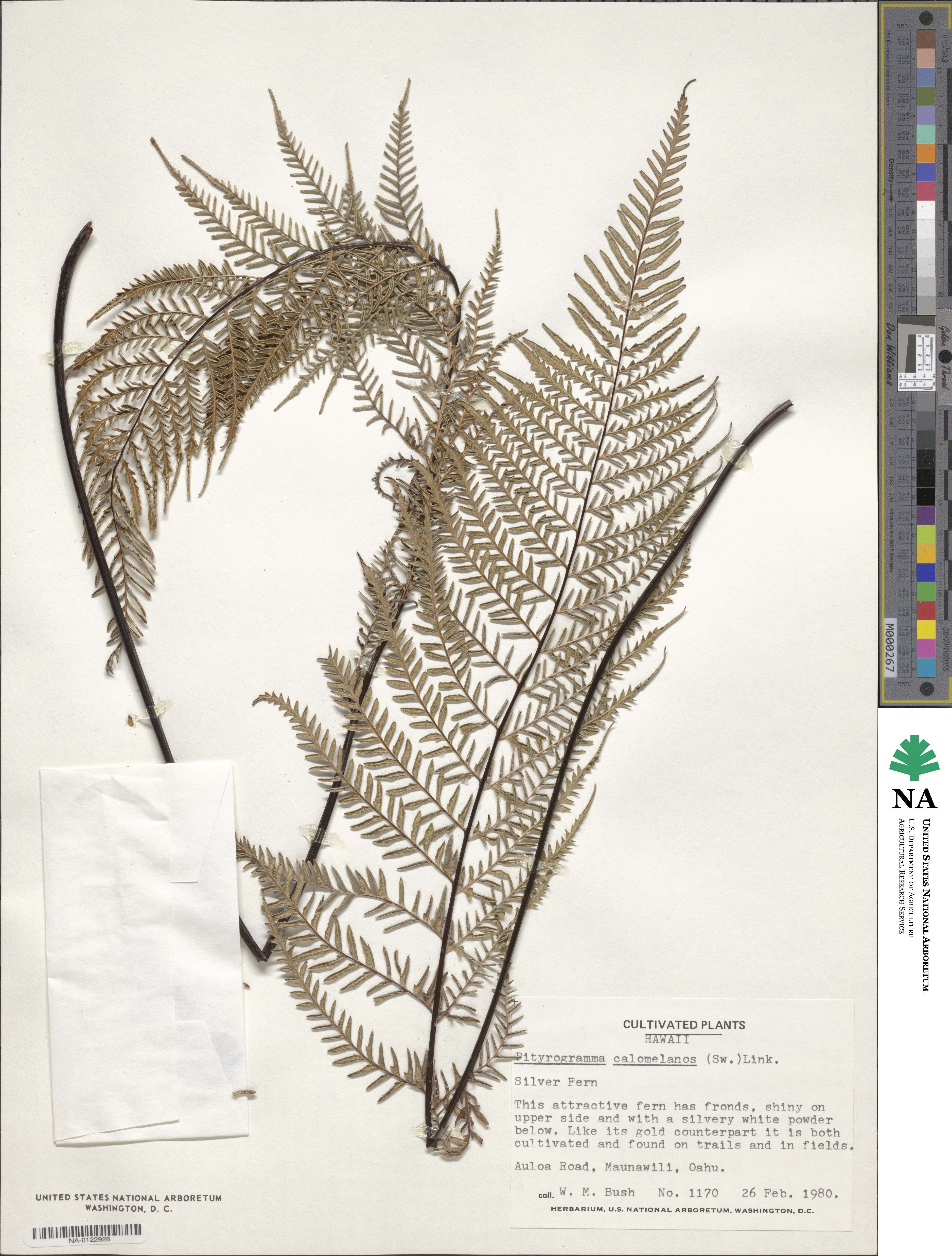 Pityrogramma calomelanos image