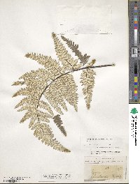 Pityrogramma calomelanos image