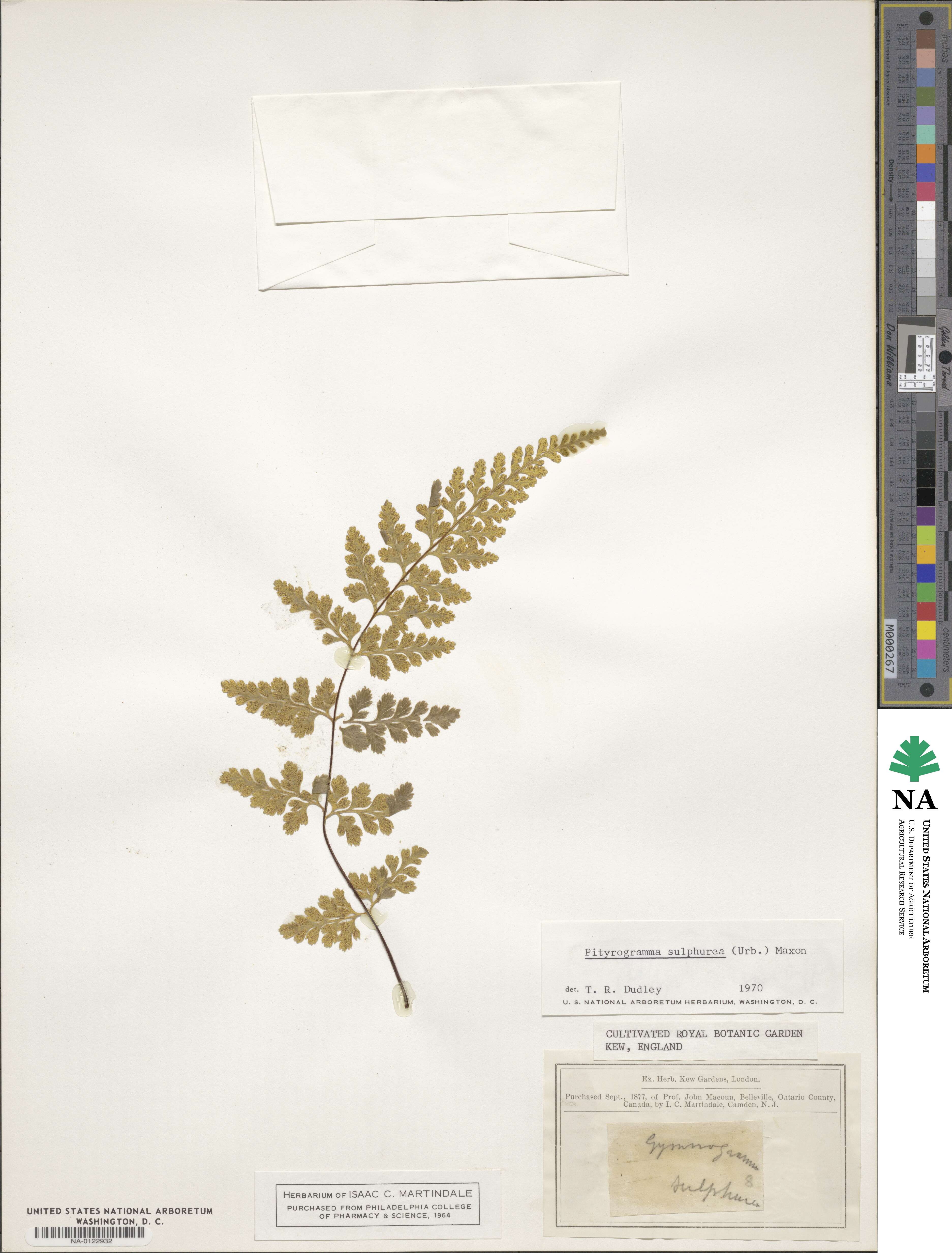 Pityrogramma sulphurea image