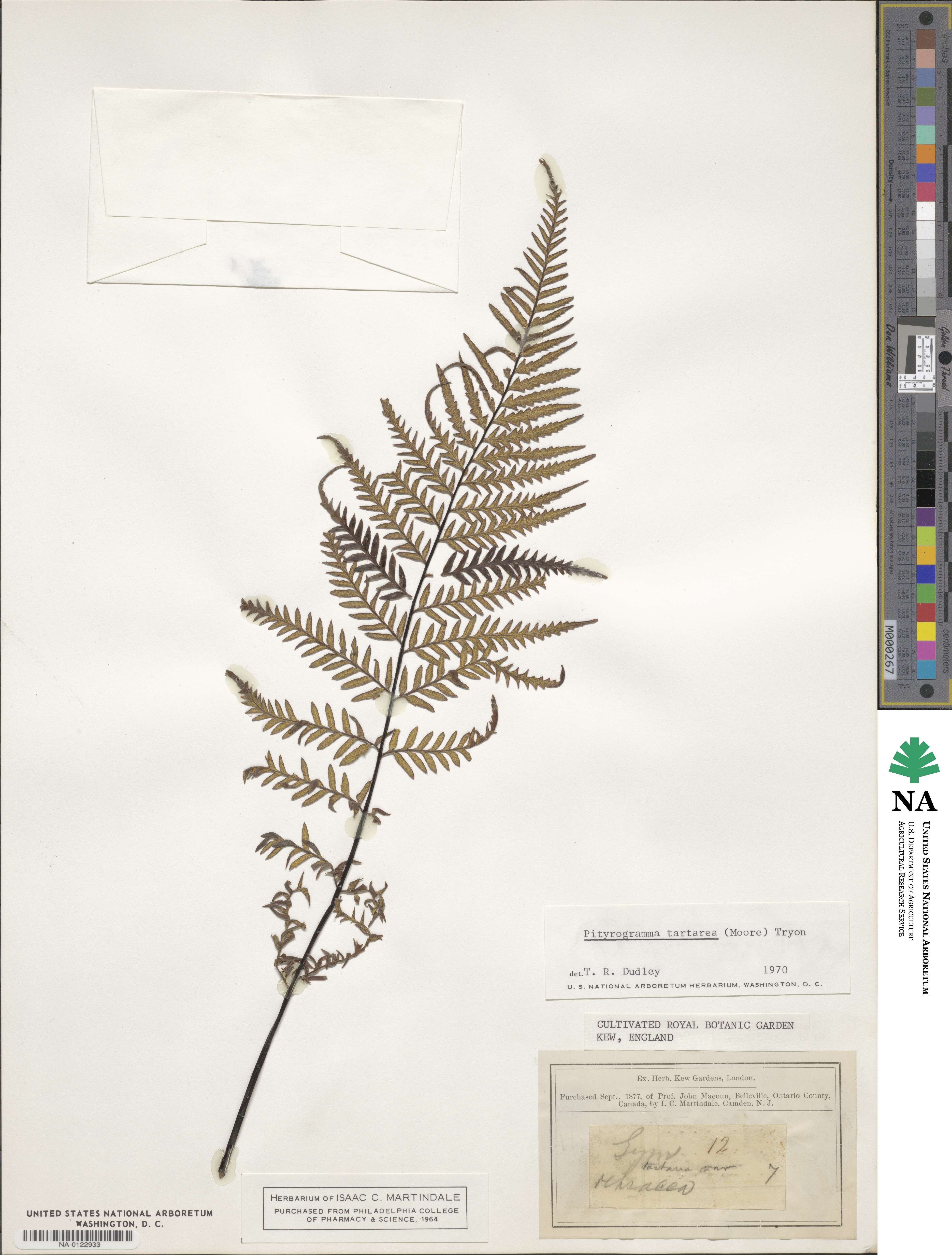 Pityrogramma ebenea image