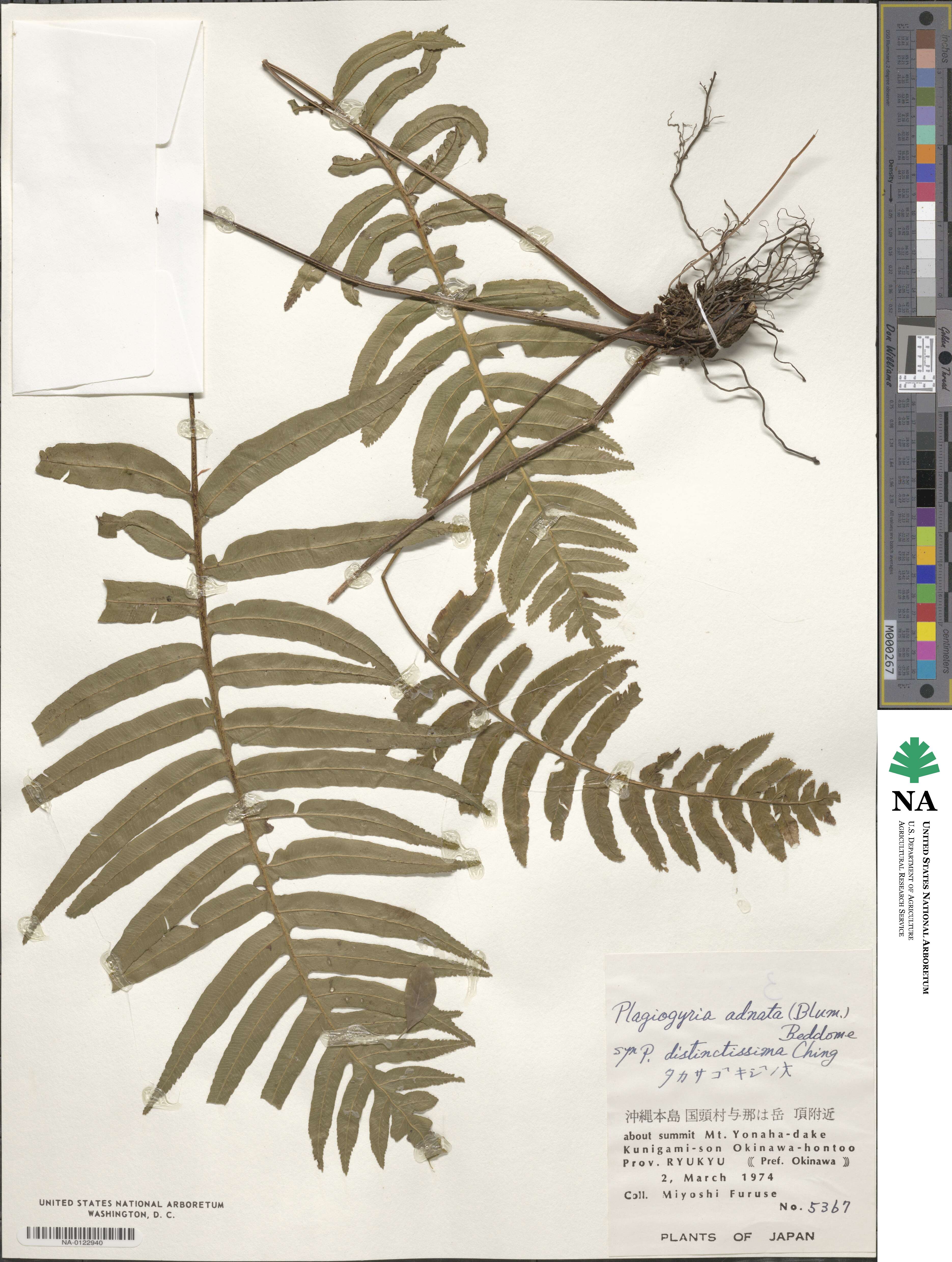 Plagiogyria adnata image