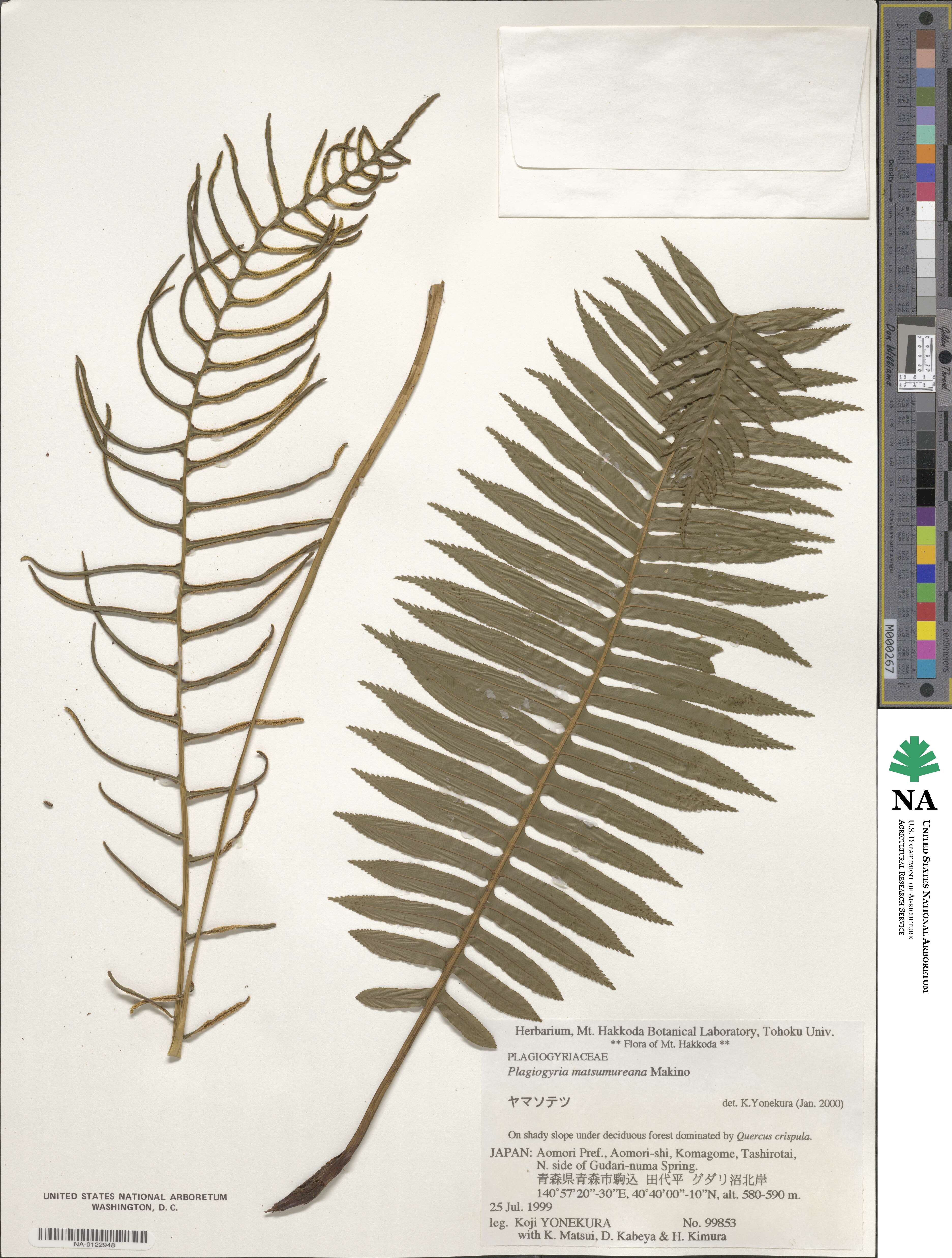 Plagiogyria matsumureana image