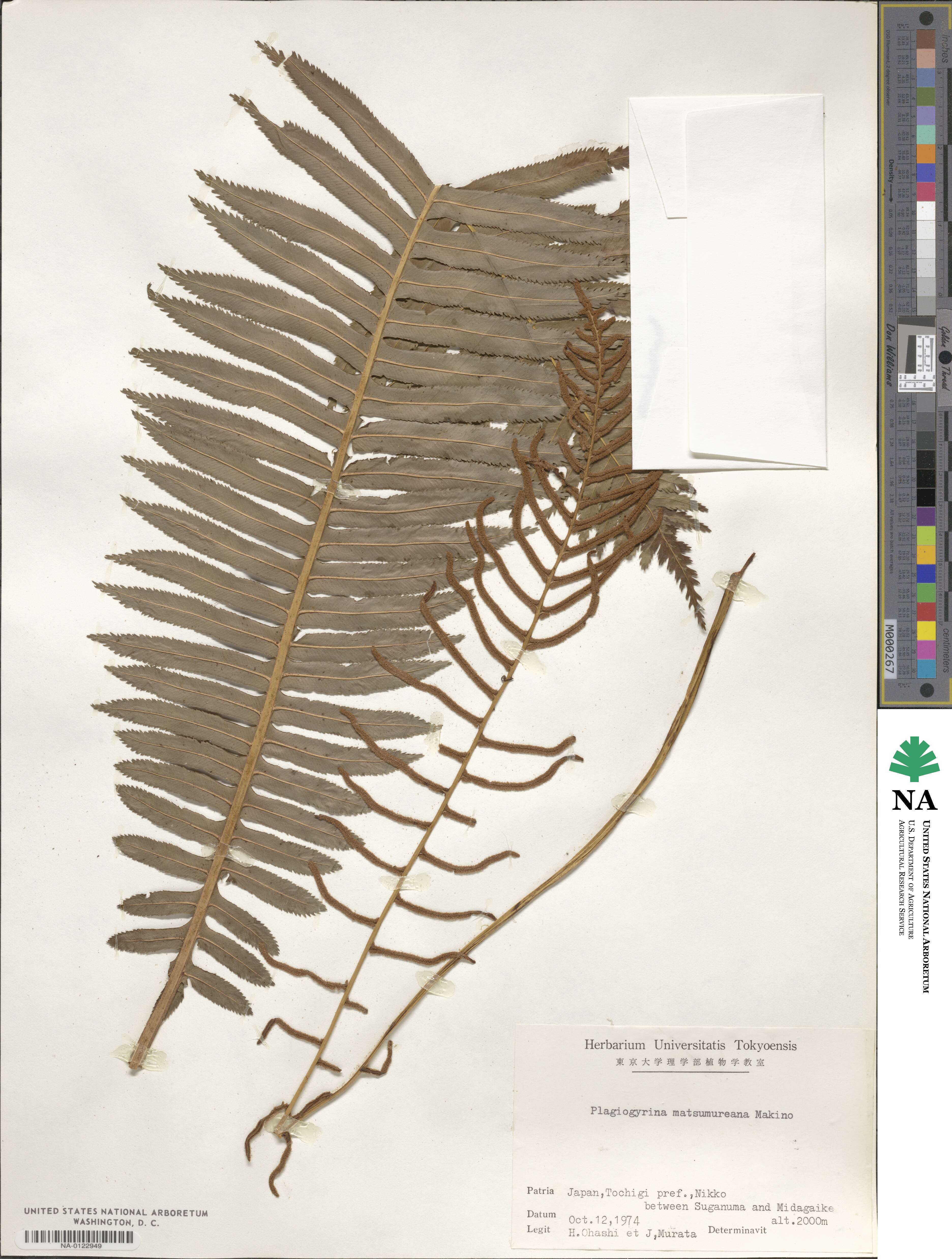 Plagiogyria matsumureana image